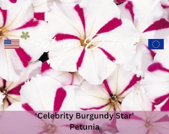 50 Petunia Seeds CELEBRITY BURGUNDY STAR Flower Garden Plant Seeds Extremely Rain Tolerant