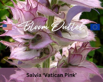 25 Salvia Vatican Pink Clary/Muscatel Sage Seeds*Salvia sclarea var. turkestanica*Pinkish White Flowers*Biennial Plant up to 36 in/90 cm*