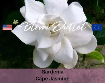 Gardenia Seeds Cape Jasmine Cape Jessamine Very Fragrant White Flowers Shrubs Houseplant Hedge Evergreen Perennial