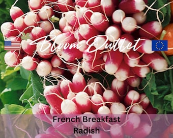 Può includere: Primo piano di ravanelli French Breakfast, rossi e bianchi. L'immagine presenta foglie verdi sullo sfondo. I testi "Bloom Outlet" e "French Breakfast Radish" sono visibili. Verdure fresche e sane.