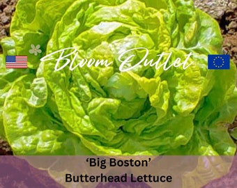 May include: A close-up of a green 'Big Boston' Butterhead Lettuce. The lettuce is fresh and has a light green colour. The lettuce is in a garden setting.