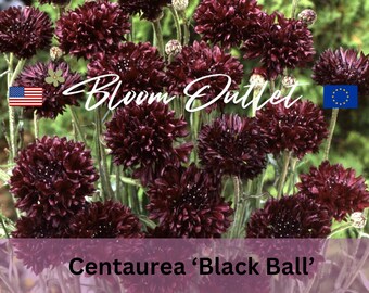 Bachelors Buttons Seeds Fully DOUBLE BLACK BALL Flowers Cornflower Garden Seeds Centaurea cyanus Annual