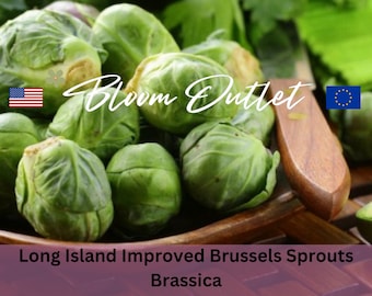 Semillas de coles de Bruselas LONG ISLAND MEJORADA Semillas de plantas de huerto Reliquia Polinización abierta Sin OMG Desde el siglo XIX Rosenkohlsamen