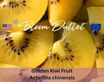 Kiwi Fruit Seeds Golden Yellow 25/100/400 Chinese Gooseberry Actinidia chinensis Flowering Vine Garden Seeds