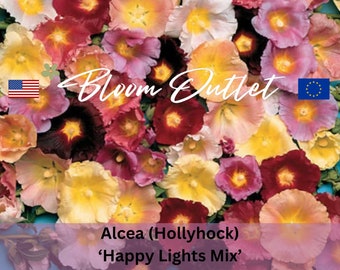 Hollyhock Seeds 50 HAPPY LIGHTS Mix Garden Seeds*FS Novelty Award*Unique Color Range*Old Fashioned Rust Resistant Variety*Alcea ficifolia*