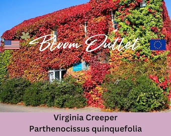 Virginia Creeper Seeds Engelmann's Ivy Five leaved Ivy Woodbine Vine Seeds Parthenocissus quinquefolia Green Mauve Red Purple