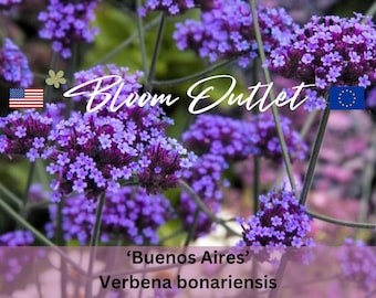 Semi di verbena BUENOS AIRES Semi di verbena Purpletop Verbena da giardino Clustertop Verbena Airy Lilac Blue Flowers Verbena bonariensis Perenne
