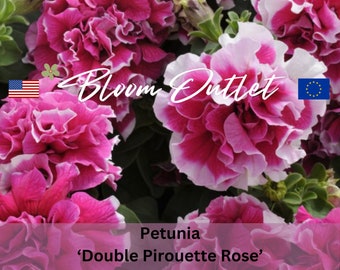 25 Petunia Double Pirouette Rose Garden Seeds*Fully Double Ruffled 3-4 in/7-10cm Flowers*Bicolored*Picotee*Container Pot Plants*FLAT SHIP