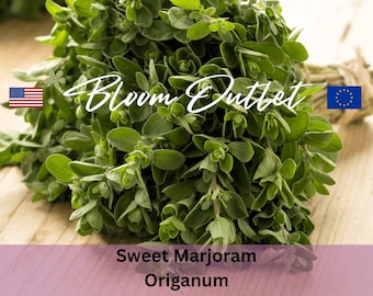 Marjoram Seeds 200/2500 SWEET MARJORAM Herbal Garden Plants Seeds Origanum Perennial Herb Non GMO