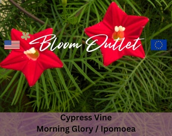 50/200 graines de gloire du matin CYPRESS VINE graines de plantes de jardin CARDINALIS héritage Ipomoea jusqu'à 4,5 m de fleurs rouges