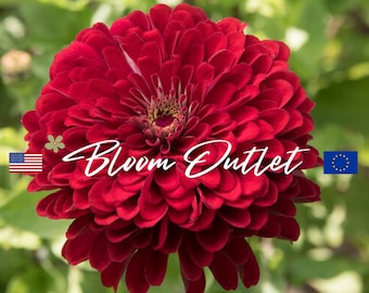 25 Zinnia Seeds BENARYS GIANT Deep RED Flower Plant Seeds Fully Double Huge 6 in Flowers Drought Tolerant