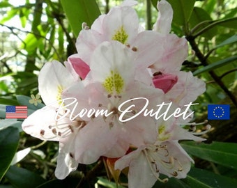 Groer Lorbeer - Rhododendron maximum - 25+ Samen - W 150 - Etsy.de