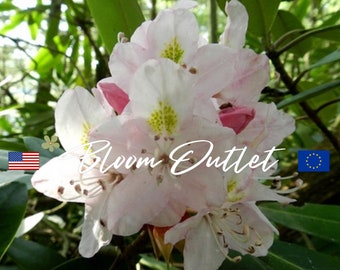 50 Rosebay Great Rhododendron Shrub Seeds*Great Laurel*Rhododendron maximum to 15 ft*Evergreen*Rose/Purple/Pink/White Flowers*FLAT RATE SHIP