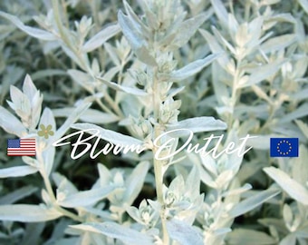 Semillas de Artemisia Prairie Sage 50/200/500 * Artemisia blanca * Ajenjo plateado * Hojas blancas plateadas * Tolerante a la sequía * Hierbas para jardines de rocas * Cobertura vegetal