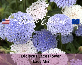 50 Didiscus Lace Mix Garden Seeds*Blue White Pink Lace Flower*Sweet Scented*Cut Flower Gardens*Didiscus coeruleus Plants*Trachymene coerulea