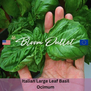 Op de afbeelding: Een hand die een bos grote groene basilicumbladeren vasthoudt. De bladeren zijn groot en hebben een diepgroene kleur. De tekst "Bloom Outlet" is in witte cursieve letters op de bladeren geschreven. De tekst "Italiaanse Grootschalige Basilicum Ocimum" is in witte letters op een roze achtergrond geschreven.