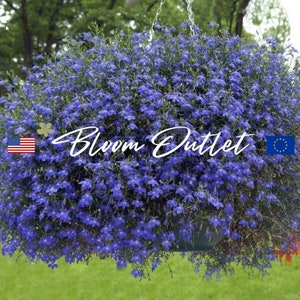 Puede incluir: Una cesta colgante rebosante de vibrantes flores de lobelia azules. La cesta está suspendida de una cadena y las flores están en plena floración, creando una exhibición exuberante y colorida.