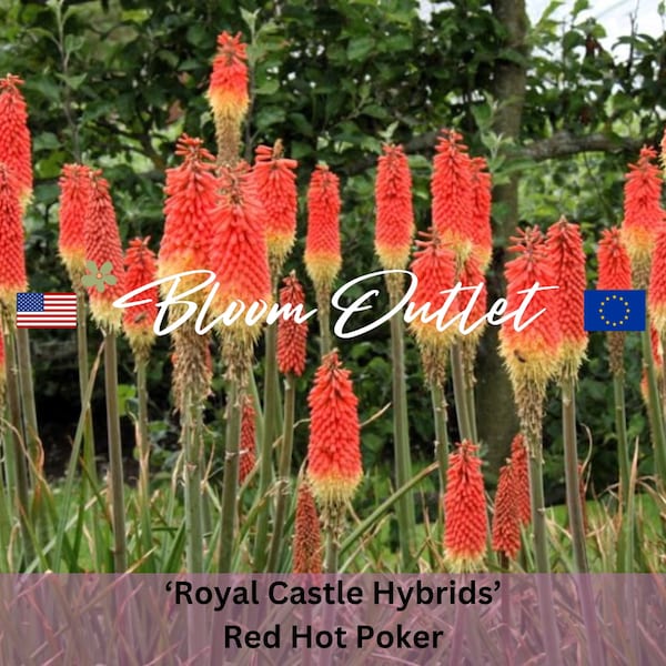 150 Red Hot Poker Seeds ROYAL CASTLE HYBRIDS Perennial Flower Garden Plants Seeds Torch Flower