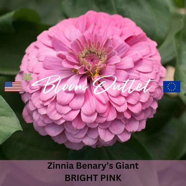 25 Benarys Giant BRIGHT PINK Zinnia Plant Seeds Fully Double Huge 6 in Flowers Drought Tolerant Zinnia elegans Zinnie Saatgut AUTHENTIC!