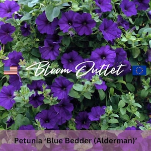 May include: A close-up image of a vibrant purple petunia plant with the text "Bloom Outlet" in the center. The plant is in full bloom with many flowers. The text "Petunia 'Blue Bedder (Alderman)'" is at the bottom of the image.