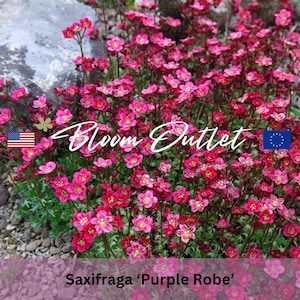 Può includere: Un primo piano di fiori di Saxifraga 'Purple Robe', che mostra la loro profonda tonalità magenta. L'immagine presenta il testo "Bloom Outlet" in corsivo e il testo "Saxifraga 'Purple Robe'" sotto. I fiori sono piccoli e a forma di stella.