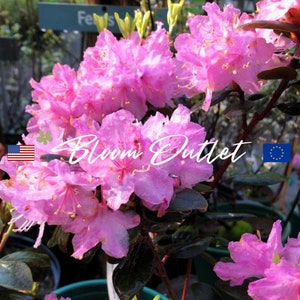 Rhododendron Seeds CAROLINA AZALEA Laurel Garden Seeds for Planting*Rhododendron minus Carolinianum, Fragrant dark to pale pink flowers