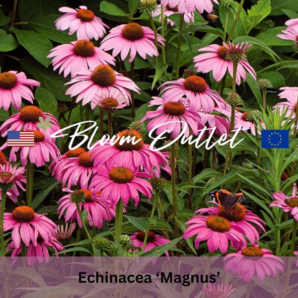 150/600 Echinacea Magnus Coneflower Seeds*Large 5 in/12 cm Reddish Pink Flowers*Non drooping Petals*1st Yr Flowering Perennial*FLAT RATE SH