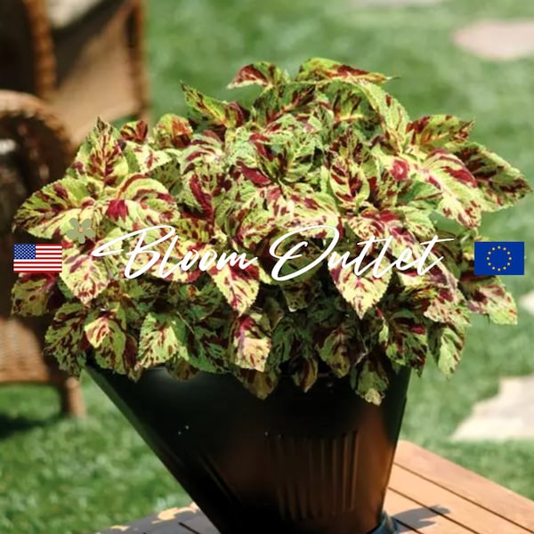 50 Coleus Wizard Mosaic Garden Seeds*Houseplants*Indoor/Outdoor Flowers*Shade Gardens*Container Plantings*Low Maintenance*Solenostemon