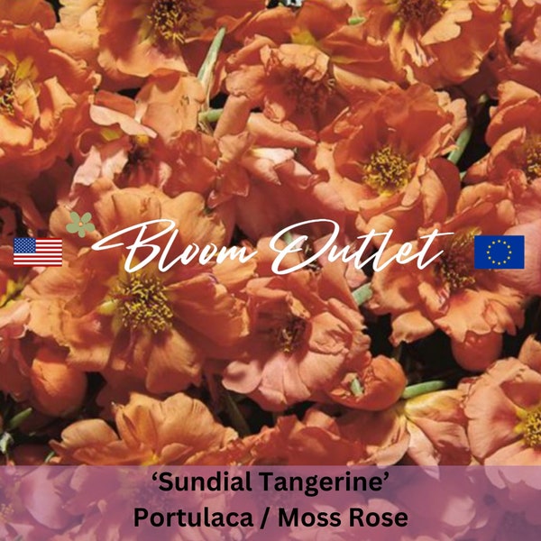50 Semillas de musgo y rosa SUNDIAL TANGERINE Semillas de jardín de flores Portulaca Rock Gardens Cubierta vegetal Plantas tolerantes a la sequía y al calor