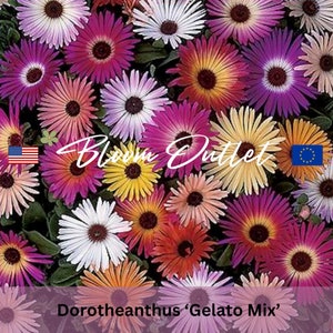 500 Ice Plant Seeds GELATO MIX Iceplant Flower Garden Seeds Livingstone Daisy Dorotheanthus Mesembryanthemum
