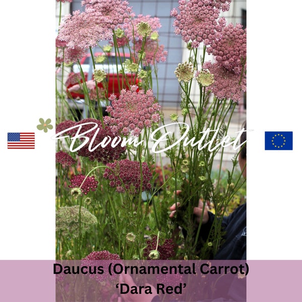 100 Daucus Dara RED Garden Seeds*Queen Anne's Lace*Ornamental Flowering Carrot*Large 3-5 in/7-12 cm Red to Pink Flowers*Daucus carota*