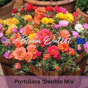 2000 Moss Rose Double Flowered Mix Seeds*Portulaca grandiflora*Heat/Drought Tolerant*Groundcover*Pot Plant*Trailing/Sprawling Annual*FLAT SH
