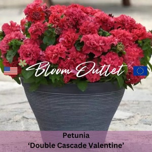 Puede incluir: Una maceta de petunias rosas vibrantes con el texto 'Bloom Outlet' en una fuente blanca cursiva. La planta está etiquetada como 'Petunia 'Double Cascade Valentine''.