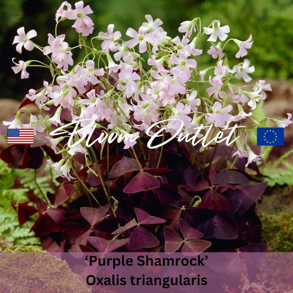 3 PURPLE SHAMROCK Wood Sorrel Rhizomes Corms Bulbs Oxalis triangularis False Shamrock Dark Chocolate Deep Purple Leaves Pink Flowers