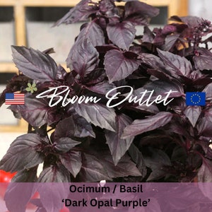 May include: A close-up of a dark purple basil plant with the text 'Bloom Outlet' and 'Ocimum / Basil 'Dark Opal Purple' on the image.