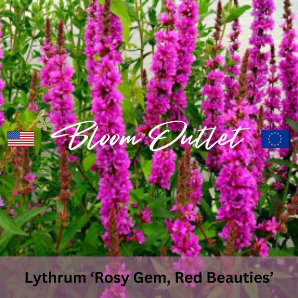 500 Lythrum Purple Loosestrife Rosy Gem Red Beauties Gardening Seeds*Reddish Pink Flowers*Lythrum salicaria*Low Maintenance Perennial Plant*