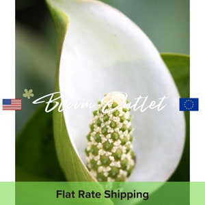 20/100 Calla Water Arum Seeds*Aquatic Plant*Swamp Lily*Ponds or Water Gardens*White Flowers*Red Fruits*Heat Shaped Leaves*Calla palustris