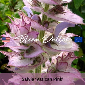 25 Salbei Muskatellersalbei Samen*Salvia sclarea var. turkestanica*rosa weisse Blumen*zweijährige Pflanze bis 90 cm*