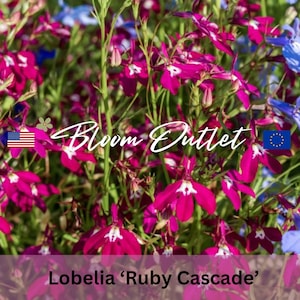 2000 sementes de Lobelia Ruby Cascade*Cascata rasteira*Flores de rosas roxas*Cestas suspensas*Lobelia erinus pendula*Sementes de jardim de plantas anuais*