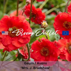 Geum Seeds Avens MRS J BRADSHAW 250/1000 Seeds Flower Garden Plant Seeds Samen Semi Graines Chiloense