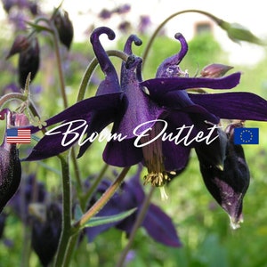 25 Dark Columbine Seeds*Aquilegia atrata*Black/Deep Purple/Yellow Flowers*Self Seeds*Shade Plant*Perennial Garden Seeds*Rock Gardens*FLAT SH