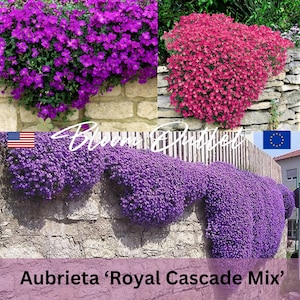 Mix Rockcress samen ROYAL CASCADE MIX Blumensamen*Rock Cress*Aubrieta kultorum*Steinkresse*Alpine Garden*Immergrüner Bodendecker*Blau/Violett/Rot
