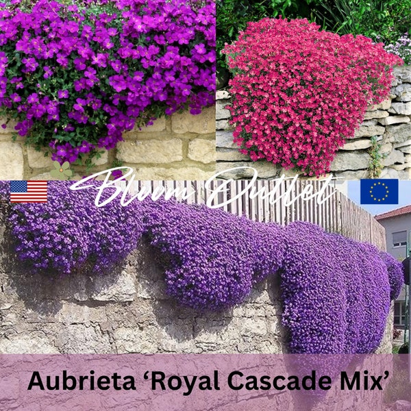 Mix Rockcress Seeds ROYAL CASCADE MIX Flower Seeds*Rock Cress*Aubrieta cultorum*Rock Alpine Gardens*Evergreen Groundcover*Blue/Violet/Red