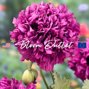 Lila Pfingstrose Mohnsamen*10 cm lila Blumen*blaugrüne Blätter*Schnitt- oder Getrocknete Blumenarrangements*Papaver Landschaftsgärten*