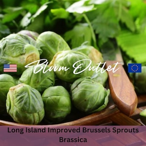 Brussels Sprouts Seeds LONG ISLAND IMPROVED Vegetable Garden Plant Seeds Heirloom Open Pollinated Non Gmo Since the 1800s Rosenkohlsamen