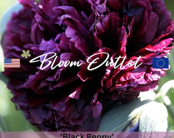 Black Peony Poppy Seeds – Papaver, Stunning Double Dark Blooms, Easy to Grow, Ideal for Garden & Cut Flowers