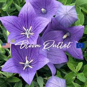 50 Mariesii Balloon Flower Seeds*Playtcodon grandiflorus*Blue-Violet Flowers*Winter Hardy Perennial Plant*AGM Award*Containers*Rock Gardens*