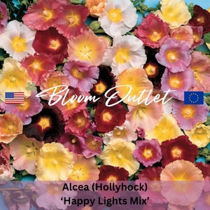 May include: A vibrant mix of hollyhock flowers in shades of red, pink, yellow, and white, with yellow centers. The image includes the text "Bloom Outlet" and "Alcea (Hollyhock) 'Happy Lights Mix'".