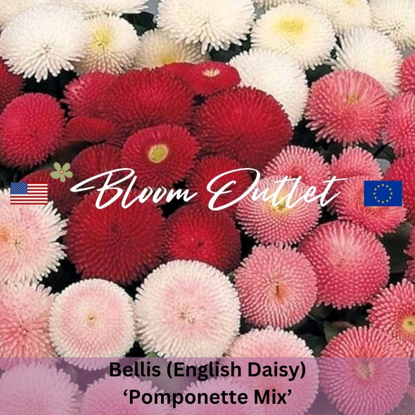 500 English Daisy Pomponette Mix Garden Seeds*Bellis perennis*Semi Double to Double Flowers*Heat/Shade Tolerant Plant*Long Flowering*Compact