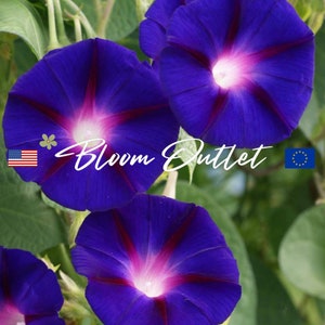 May include: Three vibrant blue morning glory flowers with a pink center and white highlights. The flowers are in focus and the background is blurred green foliage. The text "Bloom Outlet" is visible in the center of the image.